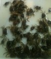 crabes verts 12 pieces